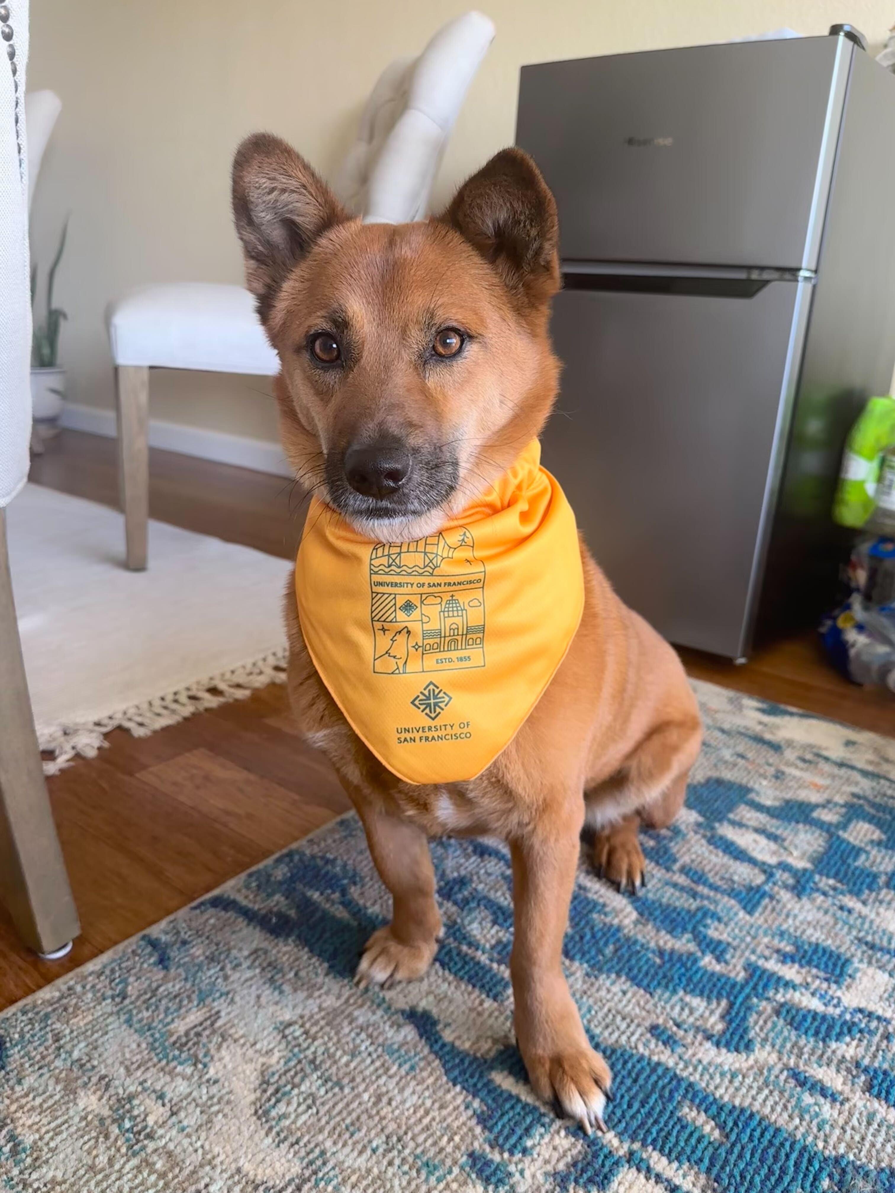 Brown dog wearing a yellow University of San Francisco branded pet bandana.