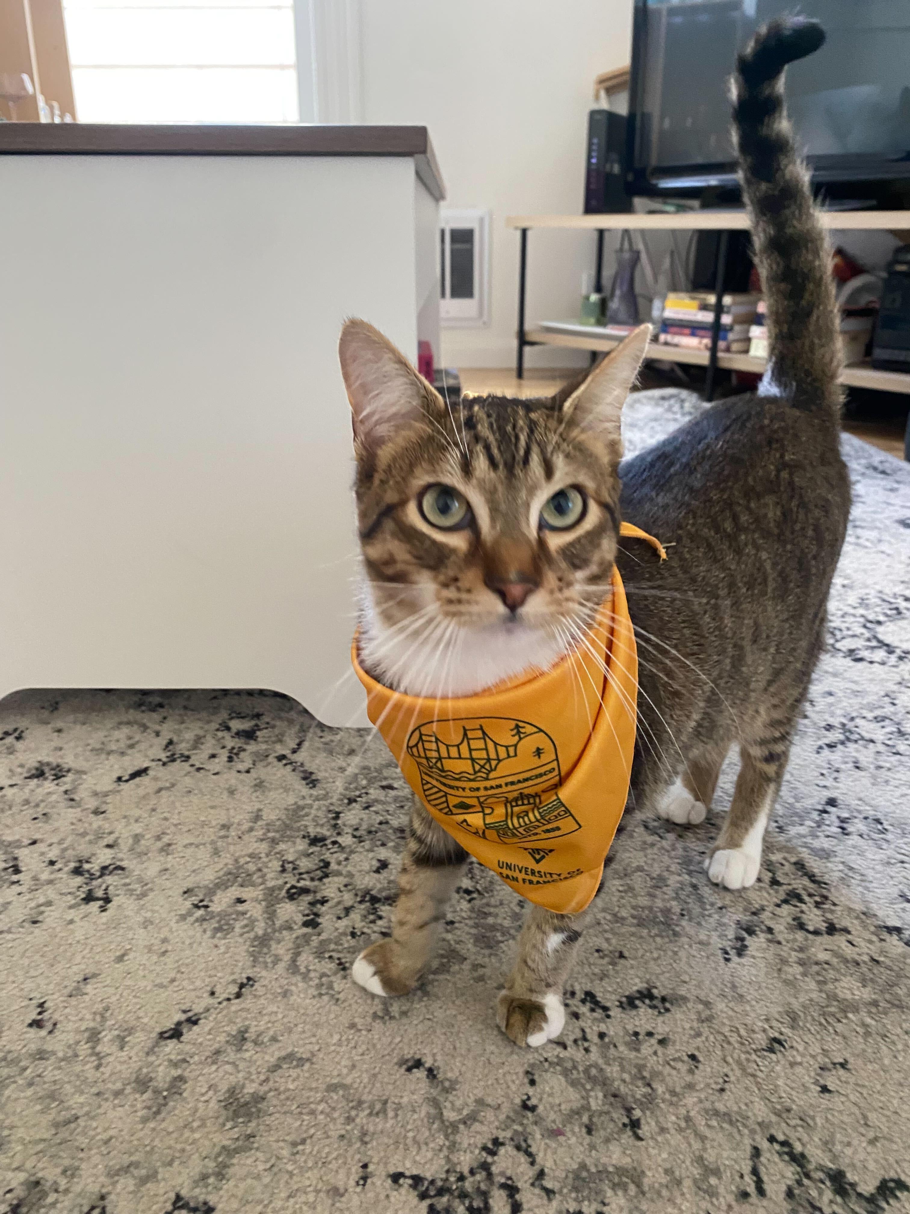 Tabby cat wearing a yellow University of San Francisco branded pet bandana.