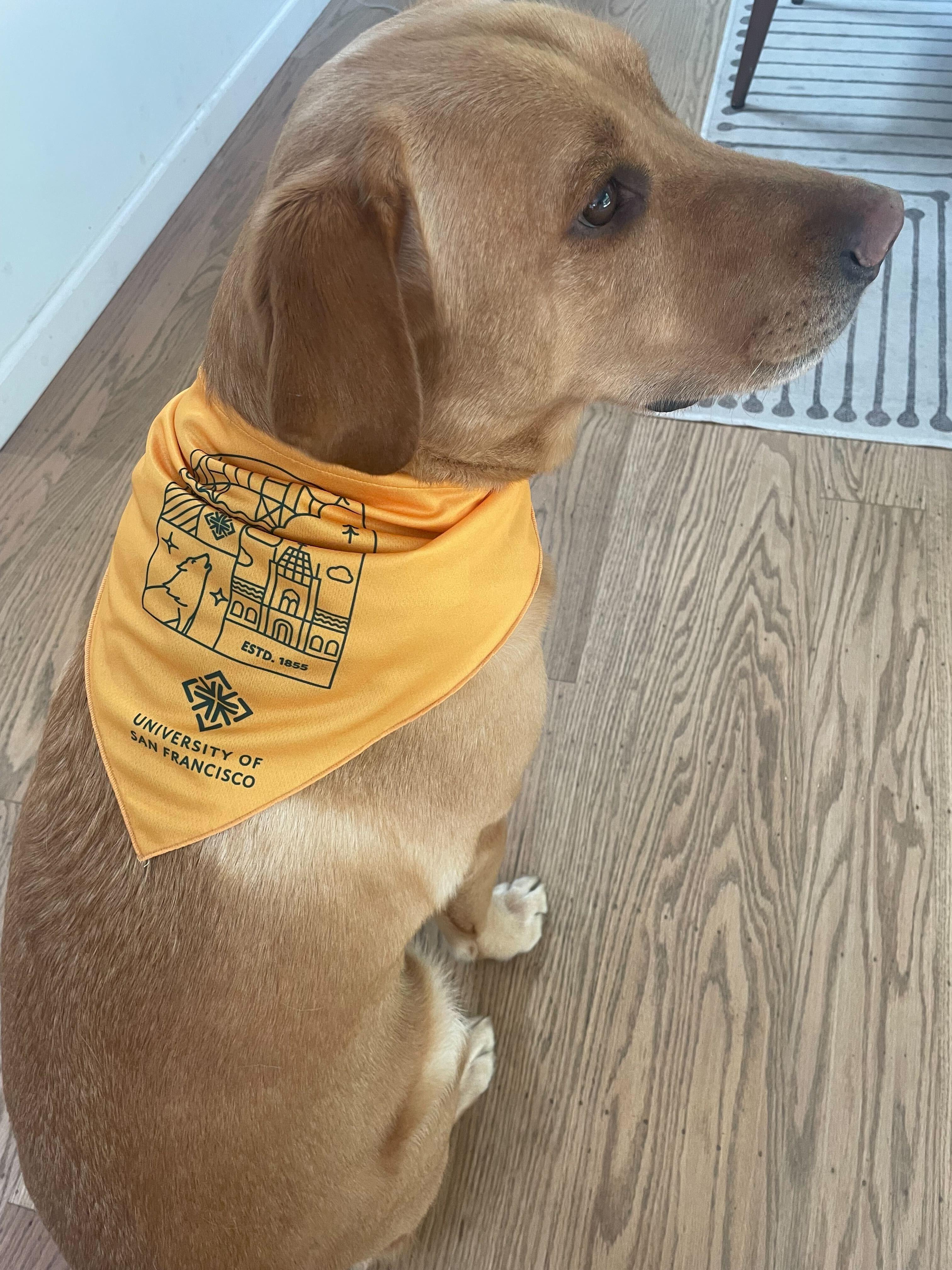 Golden retriever wearing a yellow University of San Francisco branded pet bandana.